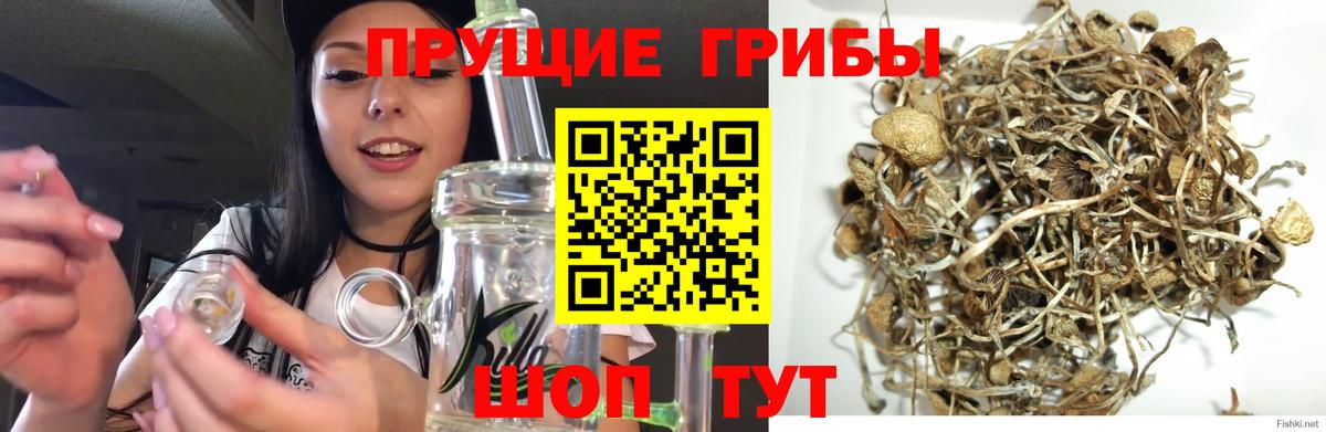 Галлюциногенные грибы Cubensis  Галлюциногенные грибы мицелий  Вход с VPN  Вичуга 